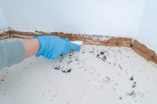 Best Best Pest Control Companies  in Baldwin, FL
